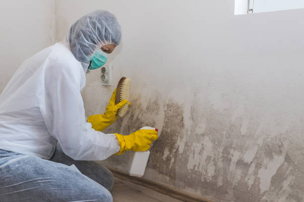 Best Post-Construction Mold Inspection  in Riesel, TX
