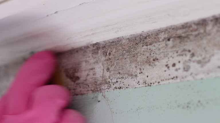 Best Asbestos and Lead Testing During Mold Inspection  in Riesel, TX